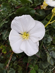 Oenothera acaulis
