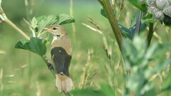 Acrocephalus palustris