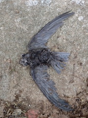 Chaetura meridionalis