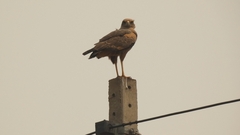 Buteogallus meridionalis