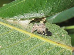 Megafreya sutrix