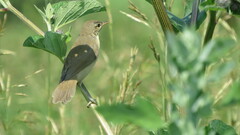 Acrocephalus palustris