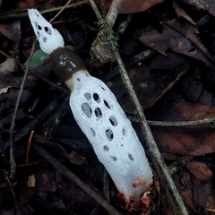 Staheliomyces cinctus