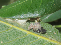Megafreya sutrix