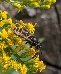 Vespula acadica