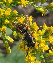 Vespula acadica