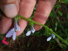 Lobelia brevifolia