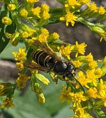 Vespula acadica