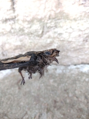 Chaetura meridionalis