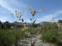 Lepidium latifolium