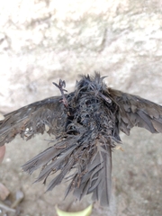 Chaetura meridionalis