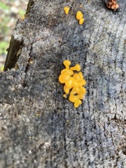 Dacrymyces chrysospermus