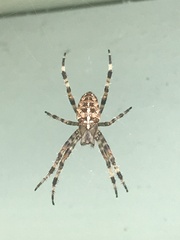 Araneus diadematus