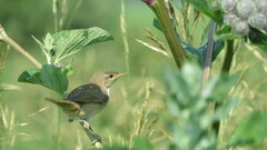 Acrocephalus palustris