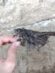 Chaetura meridionalis