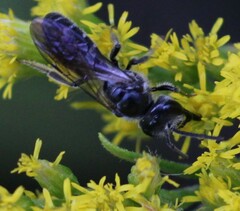 Lasioglossum