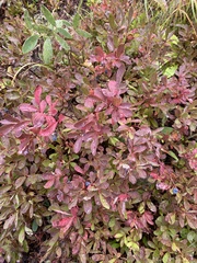 Vaccinium cespitosum