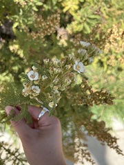 Chamaebatiaria millefolium