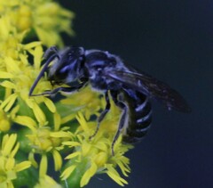 Lasioglossum