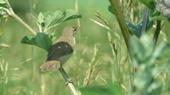 Acrocephalus palustris