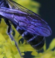 Lasioglossum