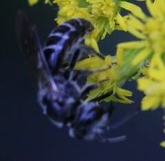 Lasioglossum