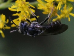 Lasioglossum