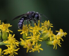 Lasioglossum