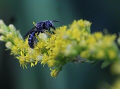 Lasioglossum
