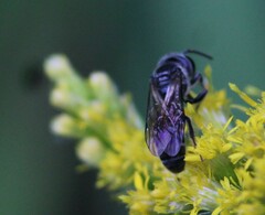 Lasioglossum