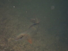 Lutjanus griseus