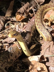 Thamnophis sirtalis pallidulus