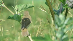 Acrocephalus palustris