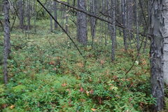 Rhododendron hypoleucum