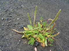 Plantago depressa