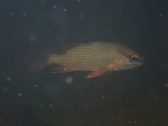 Lutjanus griseus