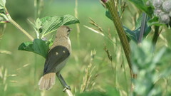 Acrocephalus palustris