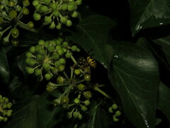 Vespula germanica