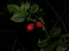 Rosa canina