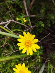 Senecio glabratus