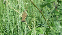Acrocephalus palustris