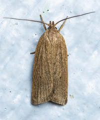 Gonioterma mistrella