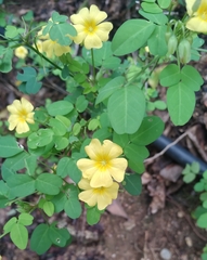 Oxalis frutescens