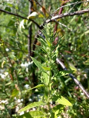 Axyris amaranthoides