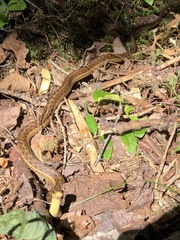 Thamnophis sirtalis pallidulus
