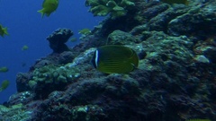 Chaetodon auripes