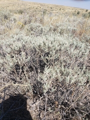 Artemisia tripartita