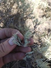 Artemisia tripartita