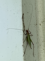 Oecanthus pini