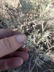 Artemisia tripartita